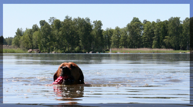 Taking a dip in Hjlmaren Lunger!