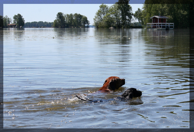 Taking a dip in Hjlmaren Lunger!