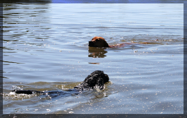 Taking a dip in Hjlmaren Lunger!