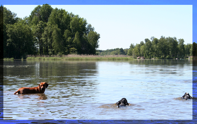 Taking a dip in Hjlmaren Lunger!