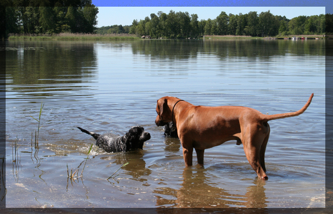 Taking a dip in Hjlmaren Lunger!