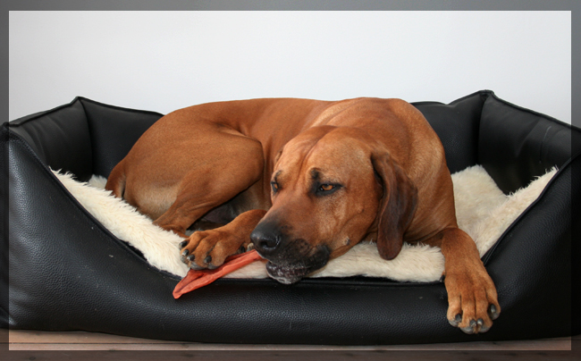 Minos with bone from Vimla on his 3rd birthday! Minos with bone from Vimla on his 3rd birthday!