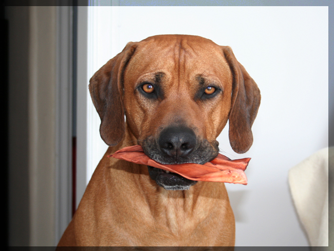 Minos with bone from Vimla on his 3rd birthday!