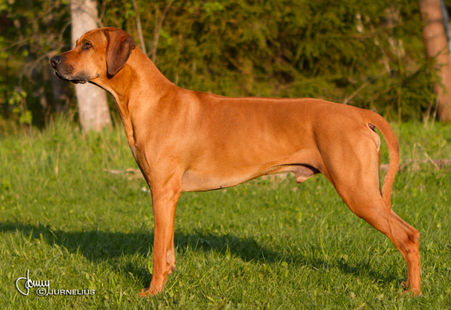 African Hunter's Amazing Baskervill 6 years old - Minos!