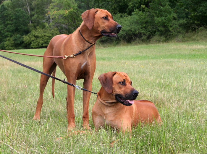 Gorgeous brothers Aston and Minos!