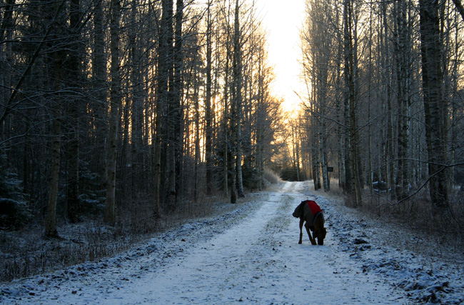 Minos -  Christmas morningwalk 2008!