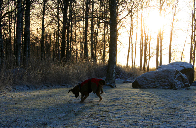 Minos -  Christmas morningwalk 2008!