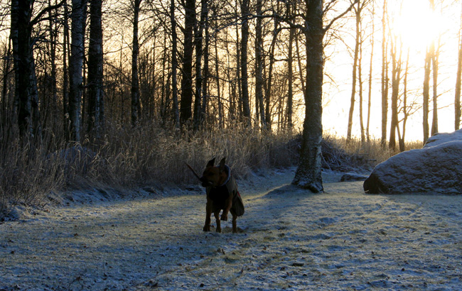 Minos -  Christmas morningwalk 2008!