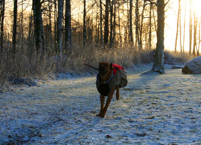 Minos -  Christmas morningwalk 2008!