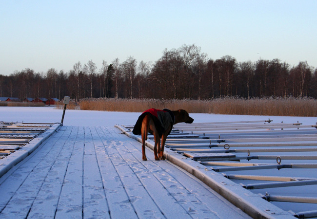 Minos -  Christmas morningwalk 2008!