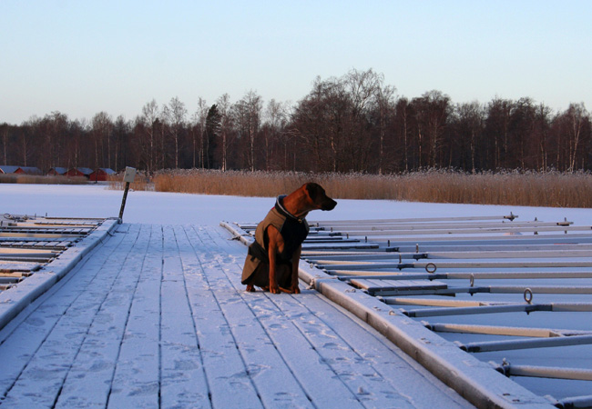 Minos -  Christmas morningwalk 2008!