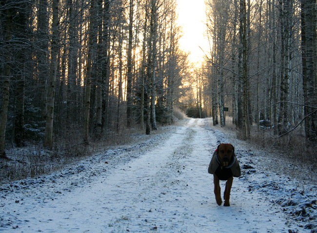 Minos -  Christmas morningwalk 2008!