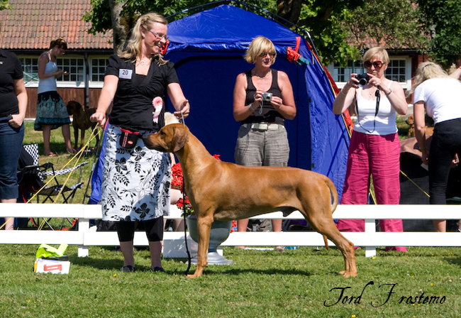 Gorgeous Minos wins Best male WW Specialty Show 2008!