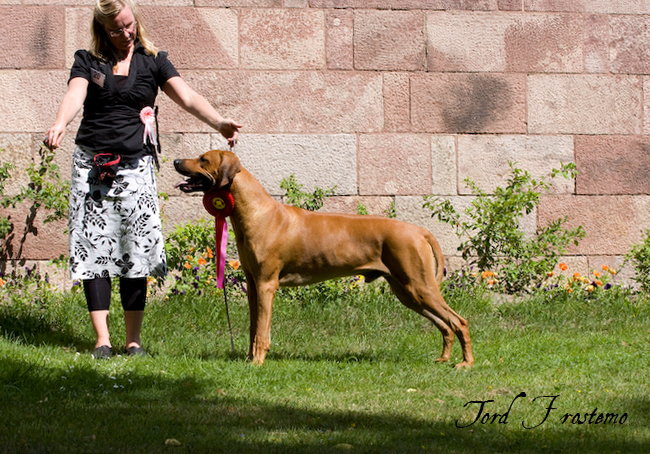 Gorgeous Minos wins Best male WW Specialty Show 2008!