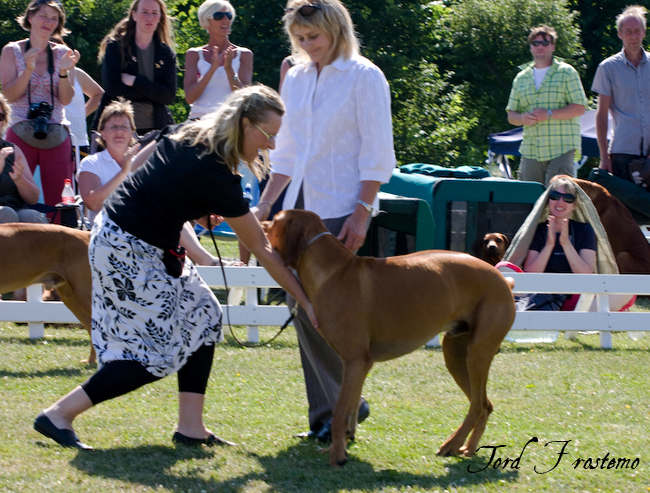 Gorgeous Minos wins Best male WW Specialty Show 2008!