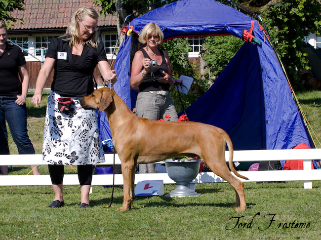 Gorgeous Minos wins Best male WW Specialty Show 2008!