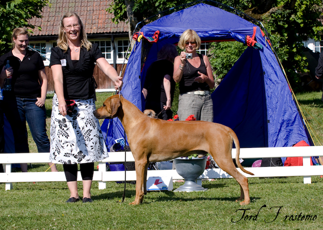 Gorgeous Minos wins Best male WW Specialty Show 2008!