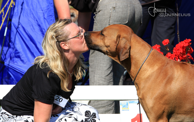 Gorgeous Minos wins Best male WW Specialty Show 2008!