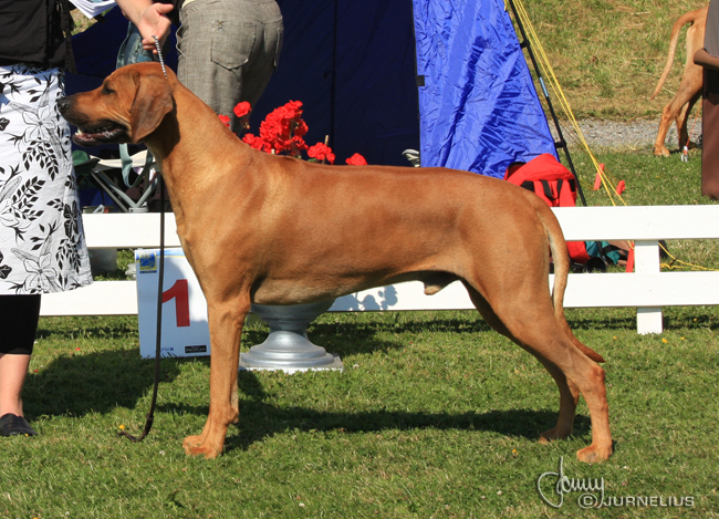 Gorgeous Minos wins Best male WW Specialty Show 2008!