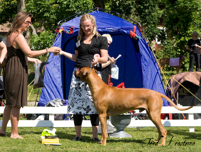 Gorgeous Minos wins Best male WW Specialty Show 2008!