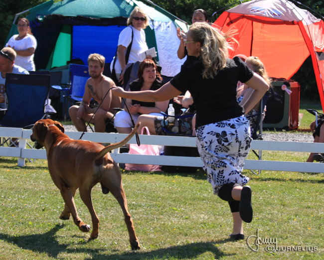 Gorgeous Minos wins Best male WW Specialty Show 2008!