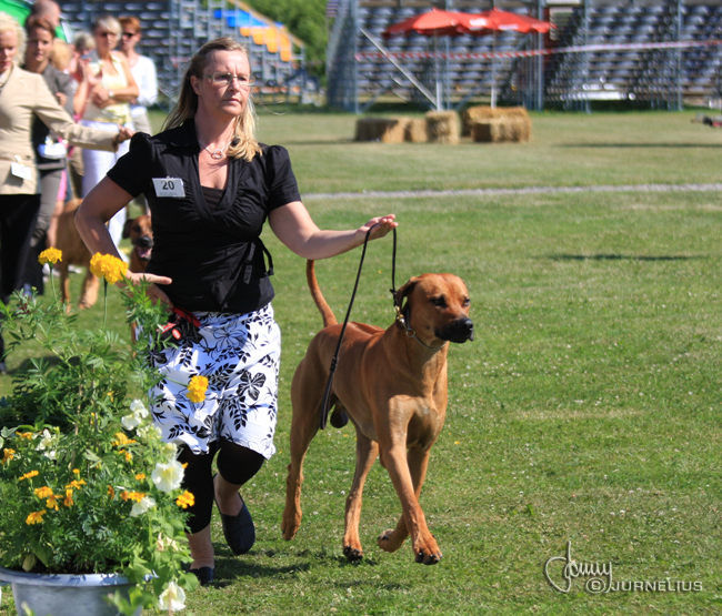 Gorgeous Minos wins Best male WW Specialty Show 2008!