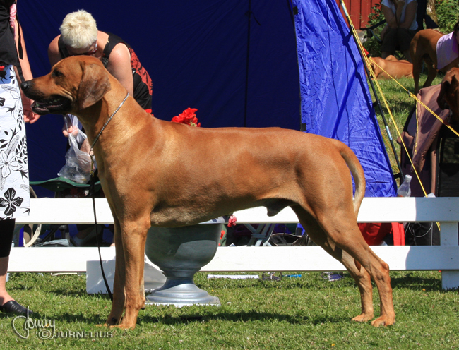 Gorgeous Minos wins Best male WW Specialty Show 2008!