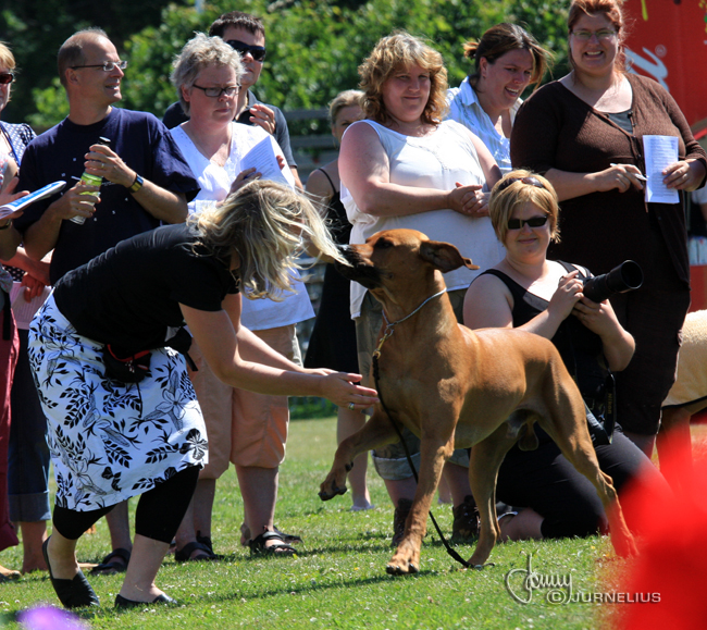 Gorgeous Minos wins Best male WW Specialty Show 2008!