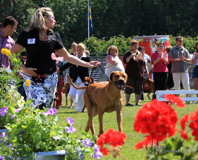 Gorgeous Minos wins Best male WW Specialty Show 2008!