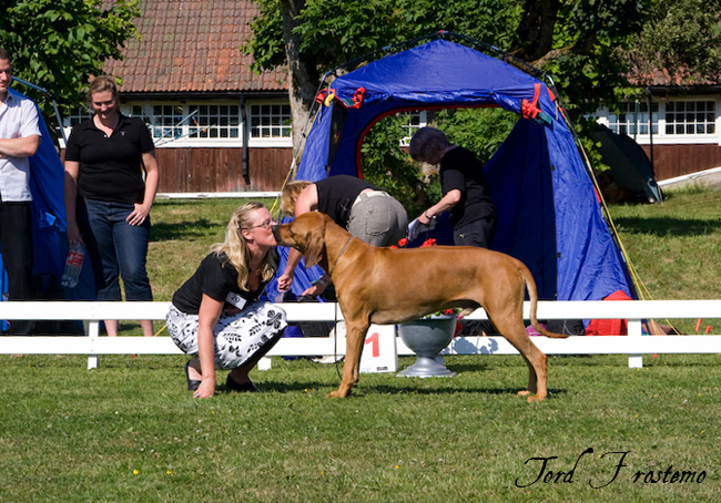 Gorgeous Minos wins Best male WW Specialty Show 2008!