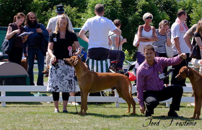 Gorgeous Minos wins Best male WW Specialty Show 2008!