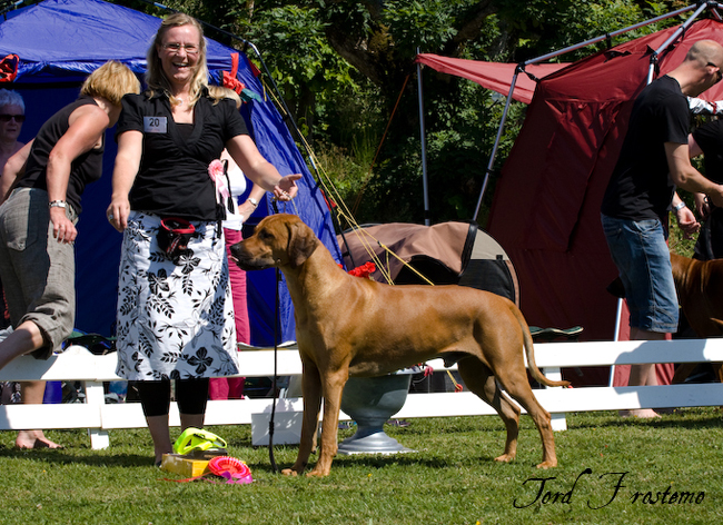 Gorgeous Minos wins Best male WW Specialty Show 2008!