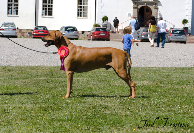 Gorgeous Minos wins Best male WW Specialty Show 2008!