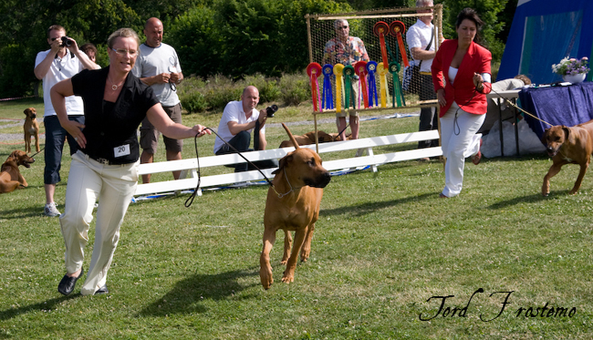 Gorgeous Minos wins BISS WW Specialty Show 2008!