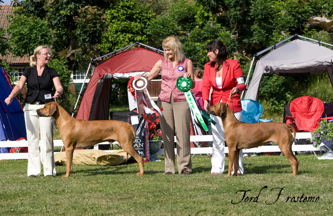 Gorgeous Minos wins BISS WW Specialty Show 2008!