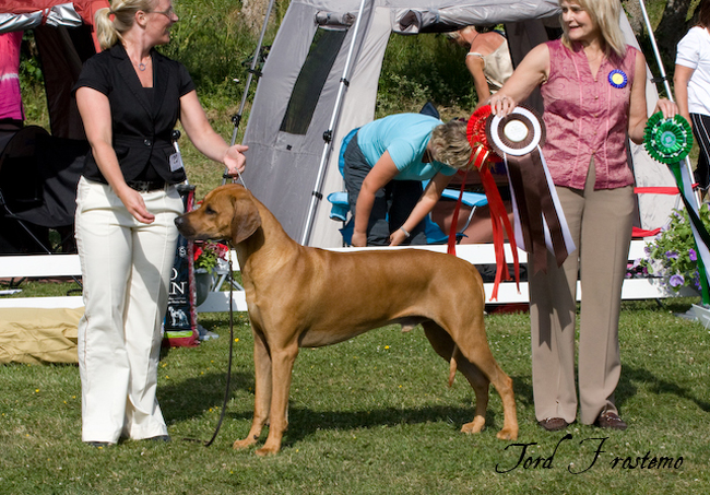 Gorgeous Minos wins BISS WW Specialty Show 2008!