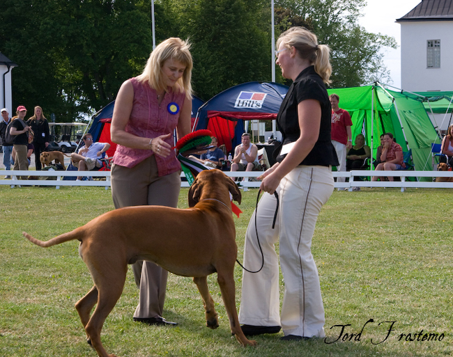 Gorgeous Minos wins BISS WW Specialty Show 2008!