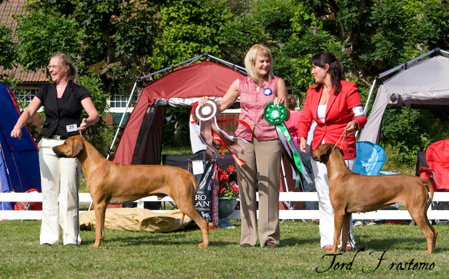 Gorgeous Minos wins BISS WW Specialty Show 2008!