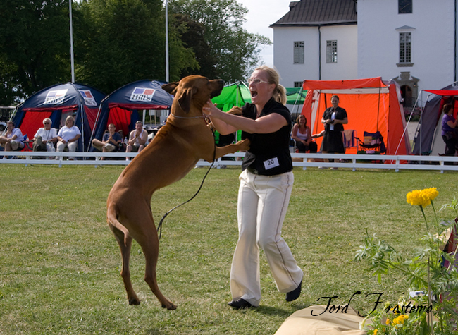 Gorgeous Minos wins BISS WW Specialty Show 2008!