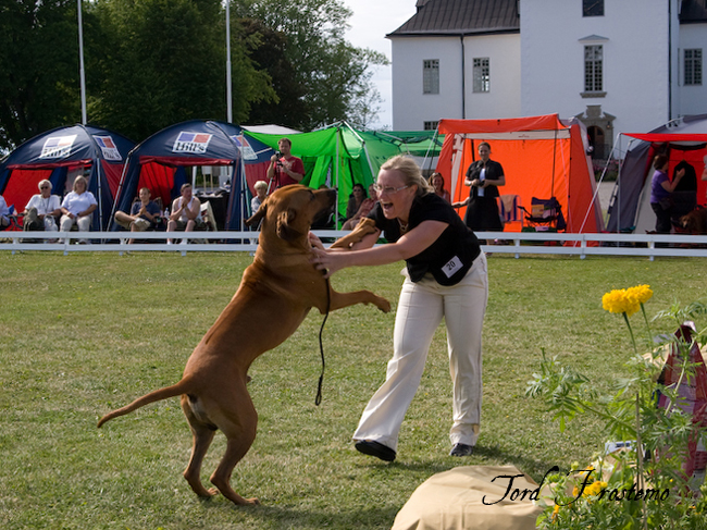 Gorgeous Minos wins BISS WW Specialty Show 2008!