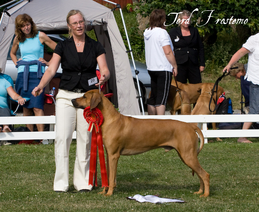 Gorgeous Minos wins BISS WW Specialty Show 2008!