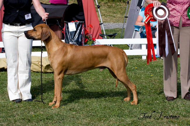 Gorgeous Minos wins BISS WW Specialty Show 2008!