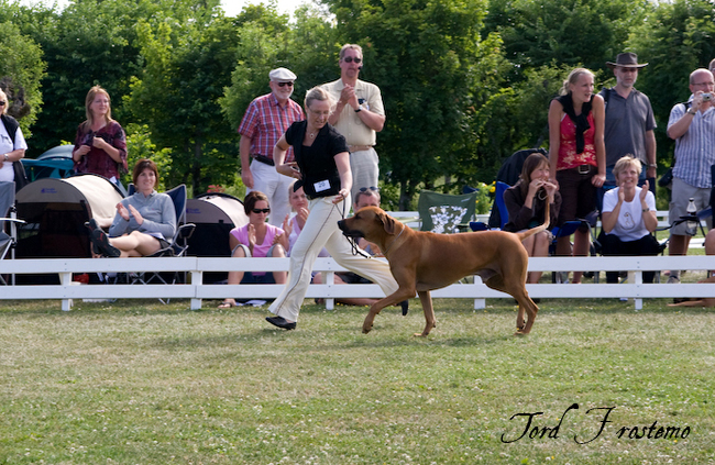 Gorgeous Minos wins BISS WW Specialty Show 2008!