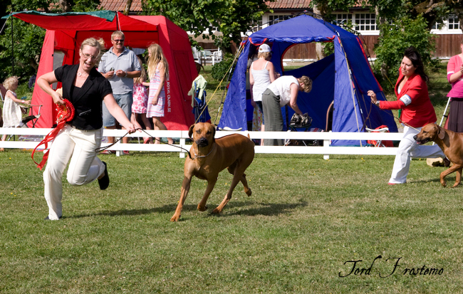 Gorgeous Minos wins BISS WW Specialty Show 2008!