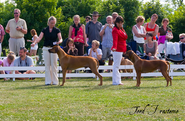 Gorgeous Minos wins BISS WW Specialty Show 2008!