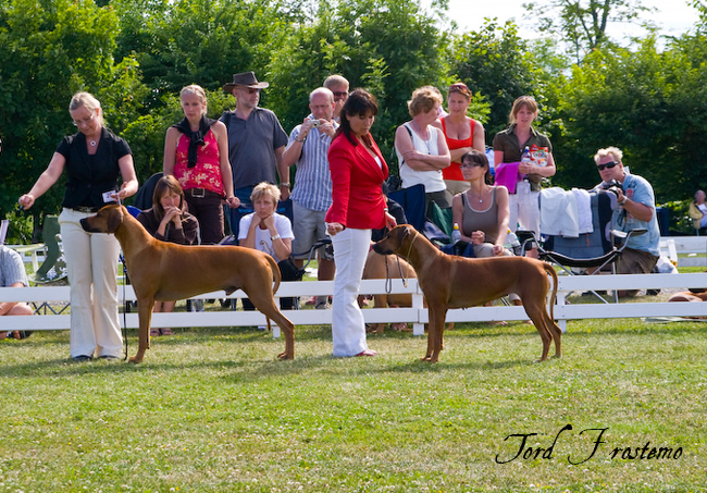 Gorgeous Minos wins BISS WW Specialty Show 2008!