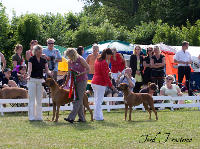 Gorgeous Minos wins BISS WW Specialty Show 2008!