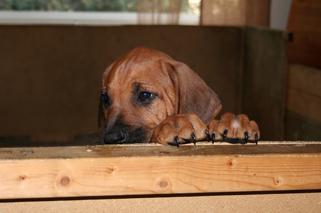 Minos lovely puppies 8 weeks!