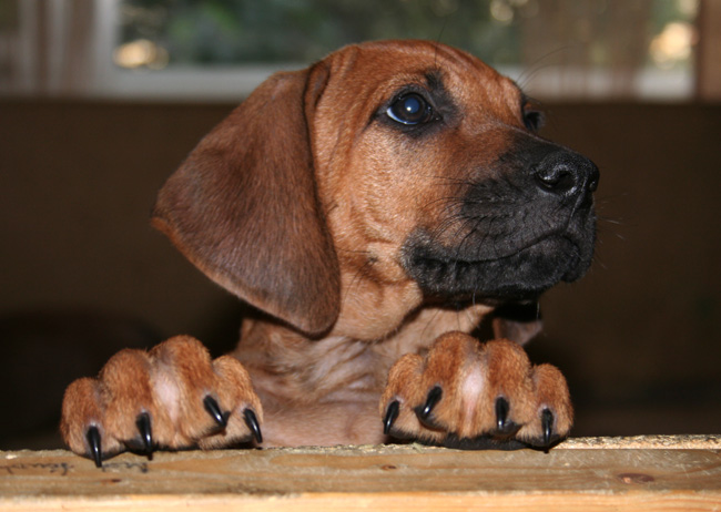 Minos lovely puppies 8 weeks!