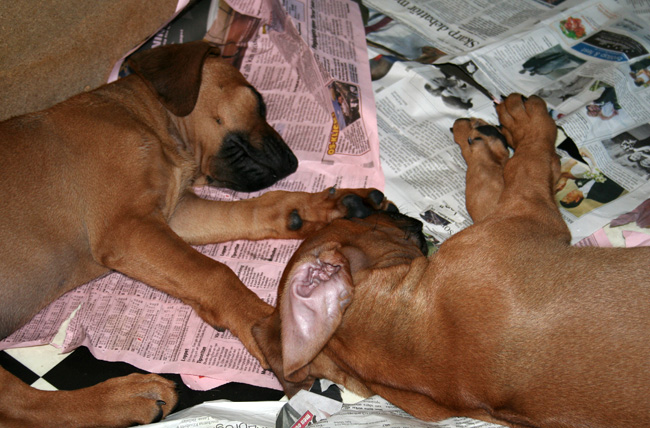 Minos lovely puppies 8 weeks!